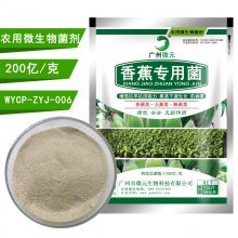 香蕉有機(jī)肥生物功能菌 抗重茬、解磷解鉀、促生長(zhǎng)的微生物菌劑全解析
