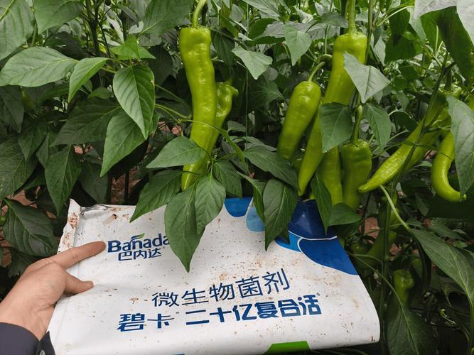 微生物菌劑沒效果?那是你用法不對(duì)